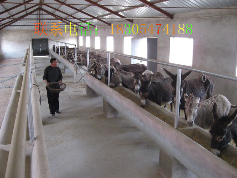 供應(yīng)用于的山東豪旺養(yǎng)殖場出售優(yōu)肉驢