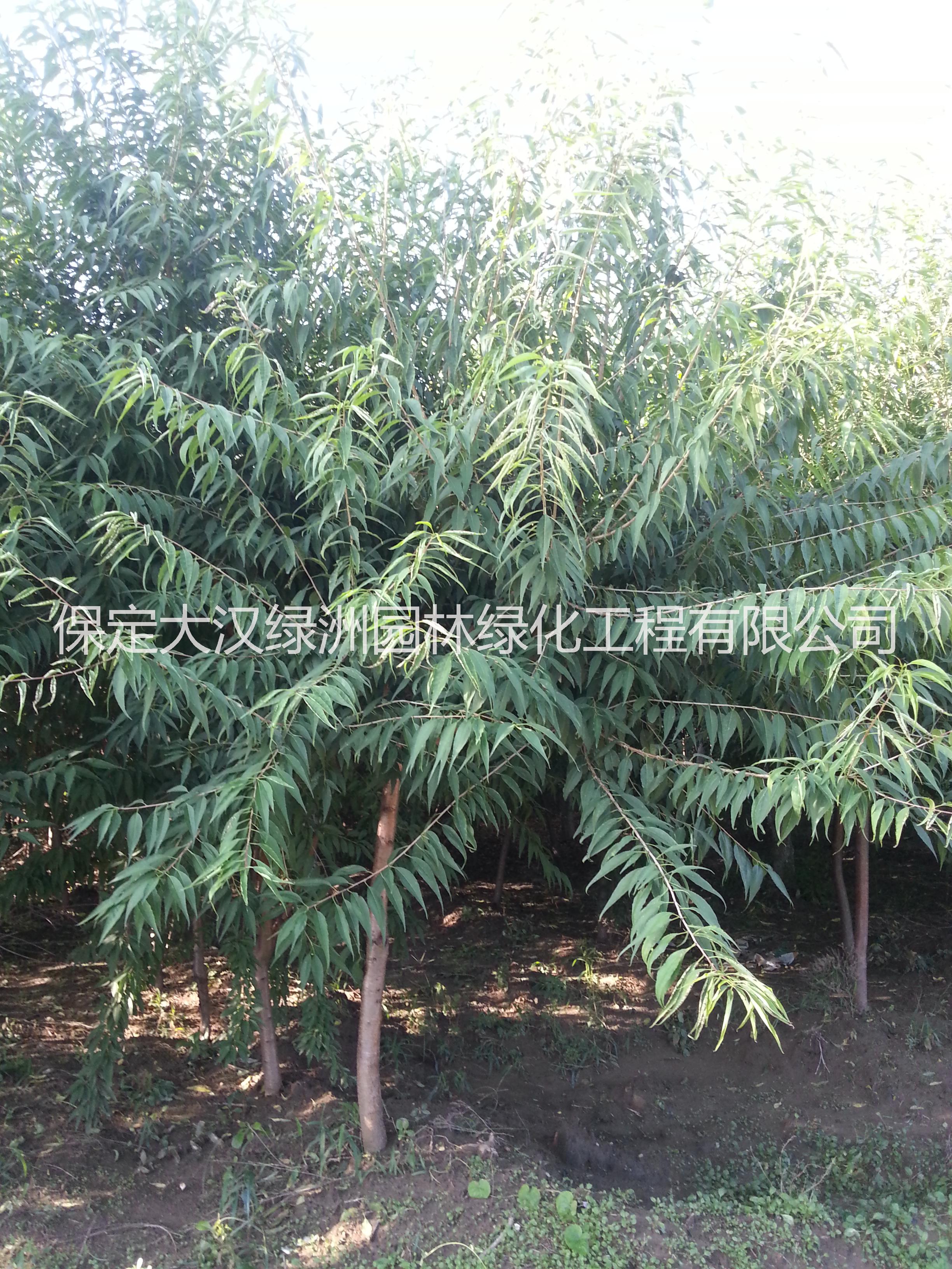 供應(yīng)保定椿樹價(jià)格|河北椿樹|千頭椿供應(yīng)，千頭椿批發(fā)價(jià)格