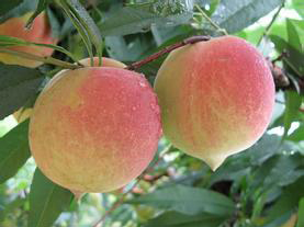 脆肉桃品種_鷹嘴桃_連平鷹嘴桃_紅花鷹嘴桃_口感好的桃樹(shù)新品種_*連平鷹嘴桃苗供應(yīng)商_連平禧德福鷹嘴桃苗圃