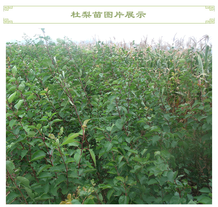 杜梨苗，杜梨樹(shù)，杜梨種子，杜梨種子上市
