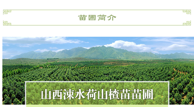 供應(yīng)用于種植的1米2米3米4米多規(guī)格白皮松基地，白皮松種植