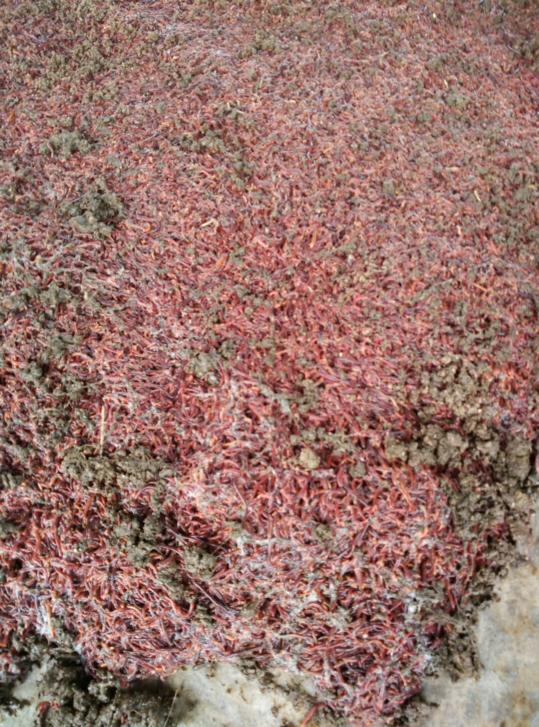 供應(yīng)紅蚯蚓大平二號(hào)  中藥地龍 批發(fā)湖南紅蚯蚓 批發(fā)常德蚯蚓 供應(yīng)藥用蚯蚓