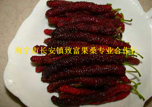 供應(yīng)臺灣長果桑苗桑果苗桑葚苗桑樹苗