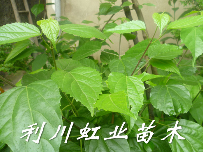 供應利川豆腐樹苗
