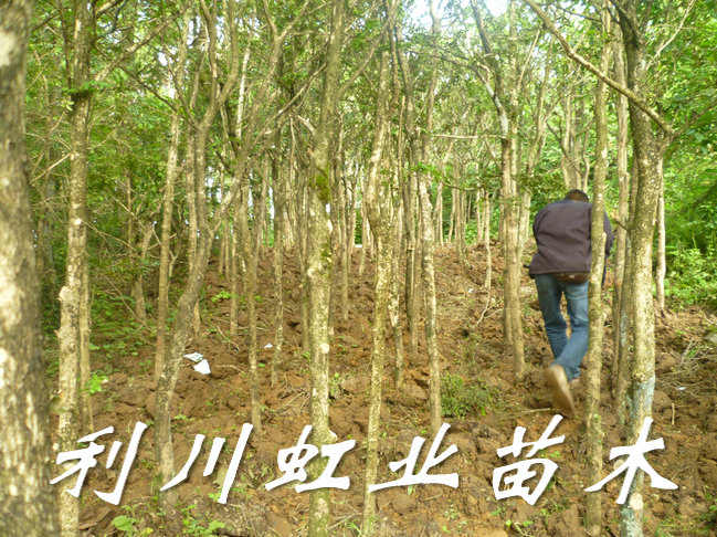 供應(yīng)瓜子黃楊/小葉瓜子黃楊價(jià)格