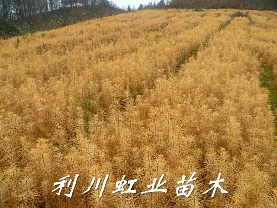 供應(yīng)30-50公分日本落葉松苗
