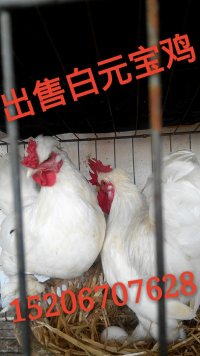 供應(yīng)臨沂翻毛雞價格元寶雞養(yǎng)殖場