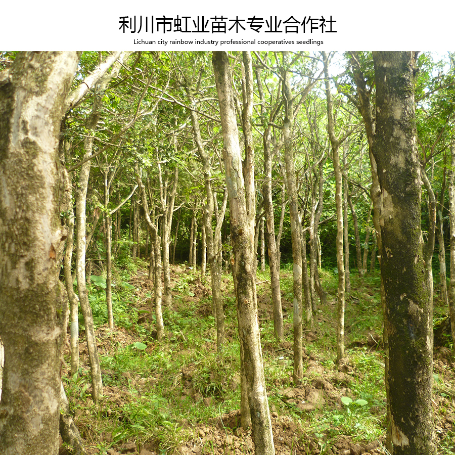 供應(yīng)高山小葉瓜子黃楊米徑4-6公分