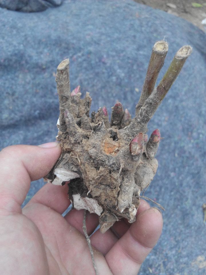 白芍芽子苗批發(fā)基地一手貨源 白芍苗 白芍種苗