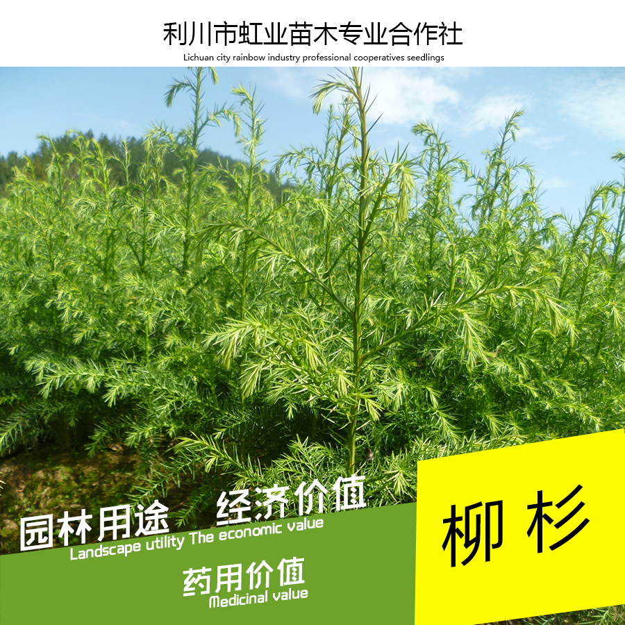 供應柳杉小苗/30-60公分柳杉小苗