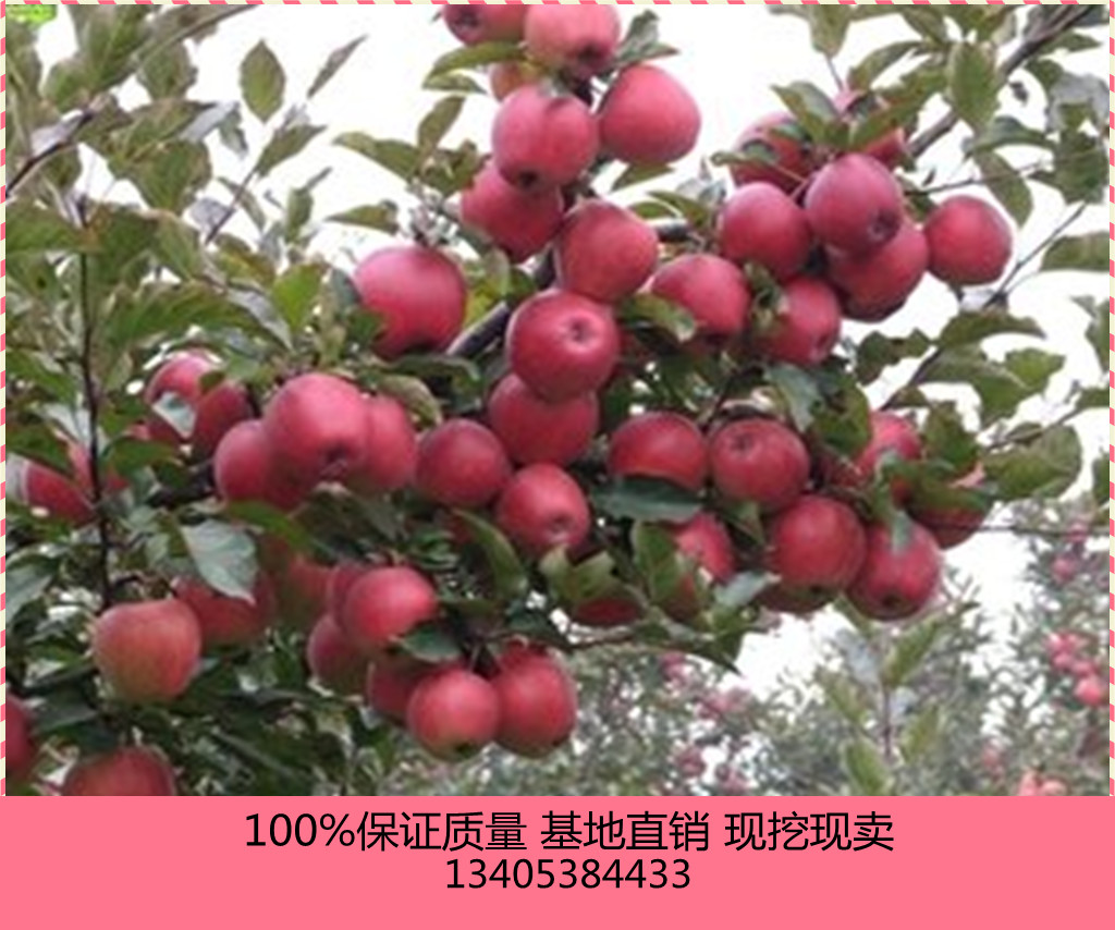 供應(yīng)廣東1公分嫁接蘋果苗價格 嫁接果樹苗批發(fā)