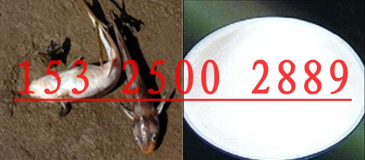 供應(yīng)魚兒搶食吃誘食劑CC-DMT01