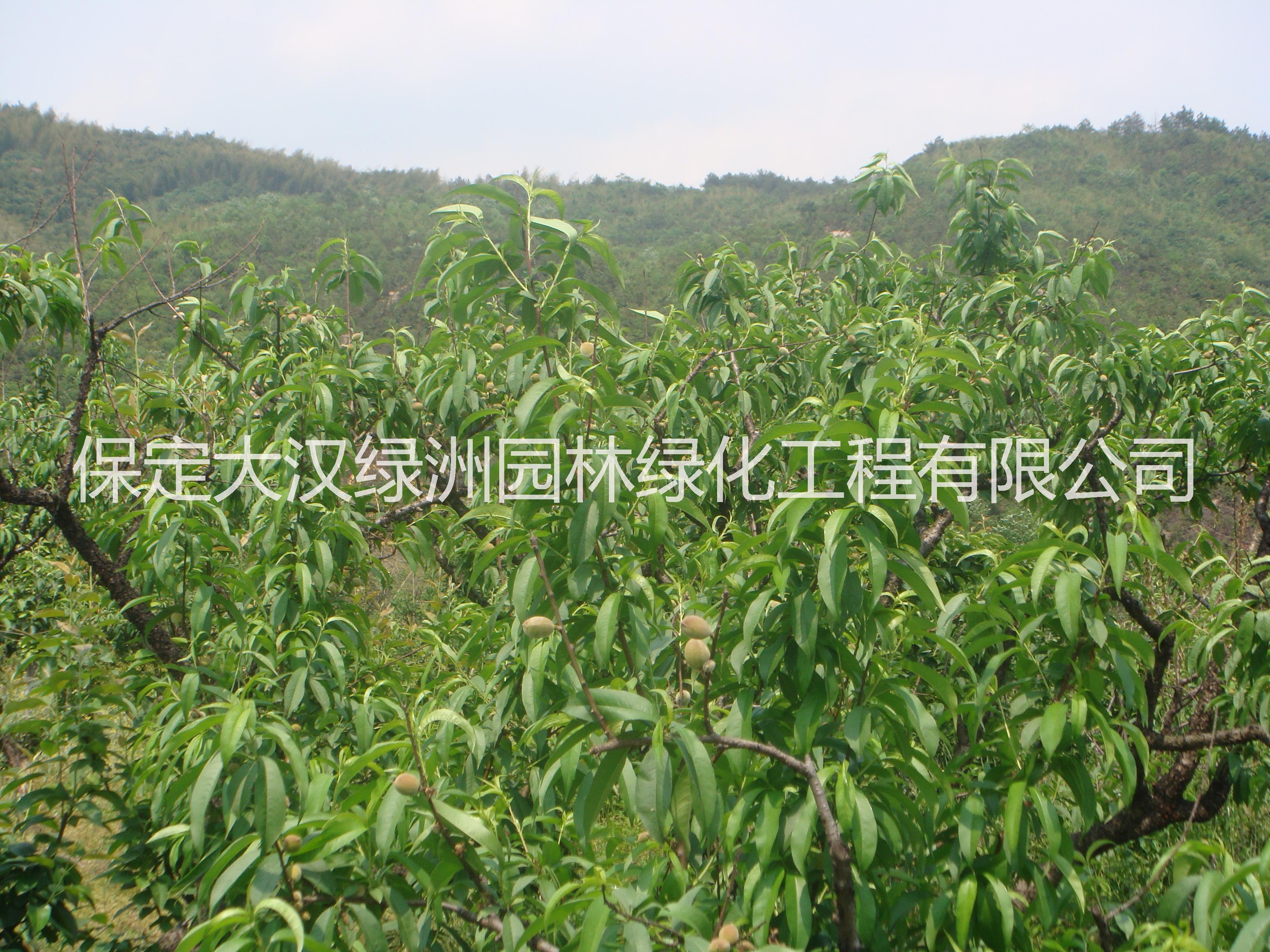供應(yīng)保定山桃 山桃苗木 保定山桃小苗，山桃苗木種植方法