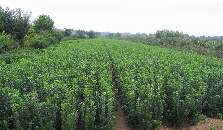 供應(yīng)櫻花苗，櫻花苗圖片及規(guī)格，櫻花苗種植基地