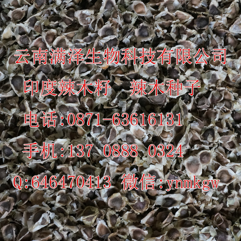 印度辣木籽哪里賣，印度辣木籽哪里買，種植辣木種子哪種好，辣木種子多少錢一斤，云南滿澤辣木籽哪里買，印度辣木籽pkm1