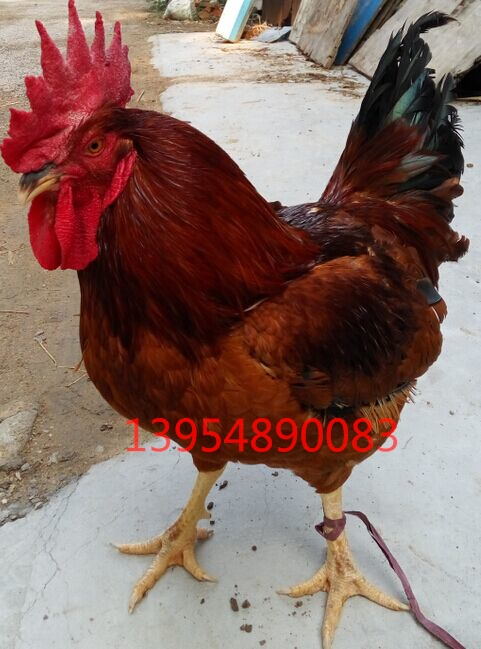 山東泰安大紅雞苗培育基地銷售批發(fā)價(jià)格