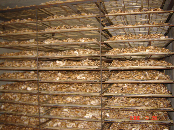 供應(yīng)用于烘干的食用菌烤箱 香菇烘干機(jī)