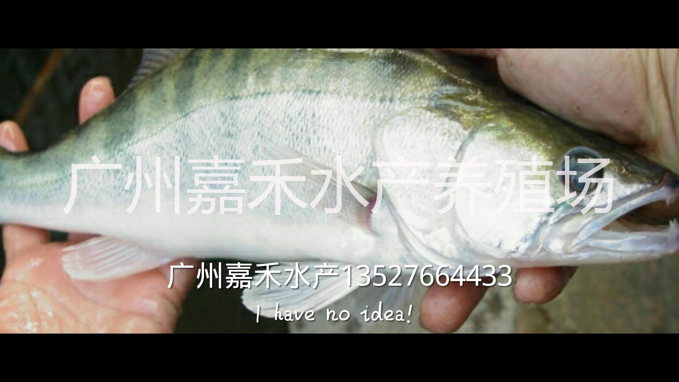 供應(yīng)用于食用的桂花魚魚苗批發(fā)