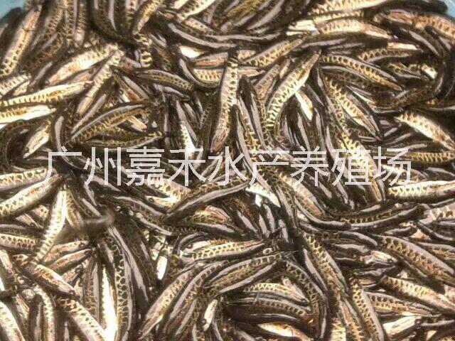 供應(yīng)用于食用的雜交生魚魚苗批發(fā)