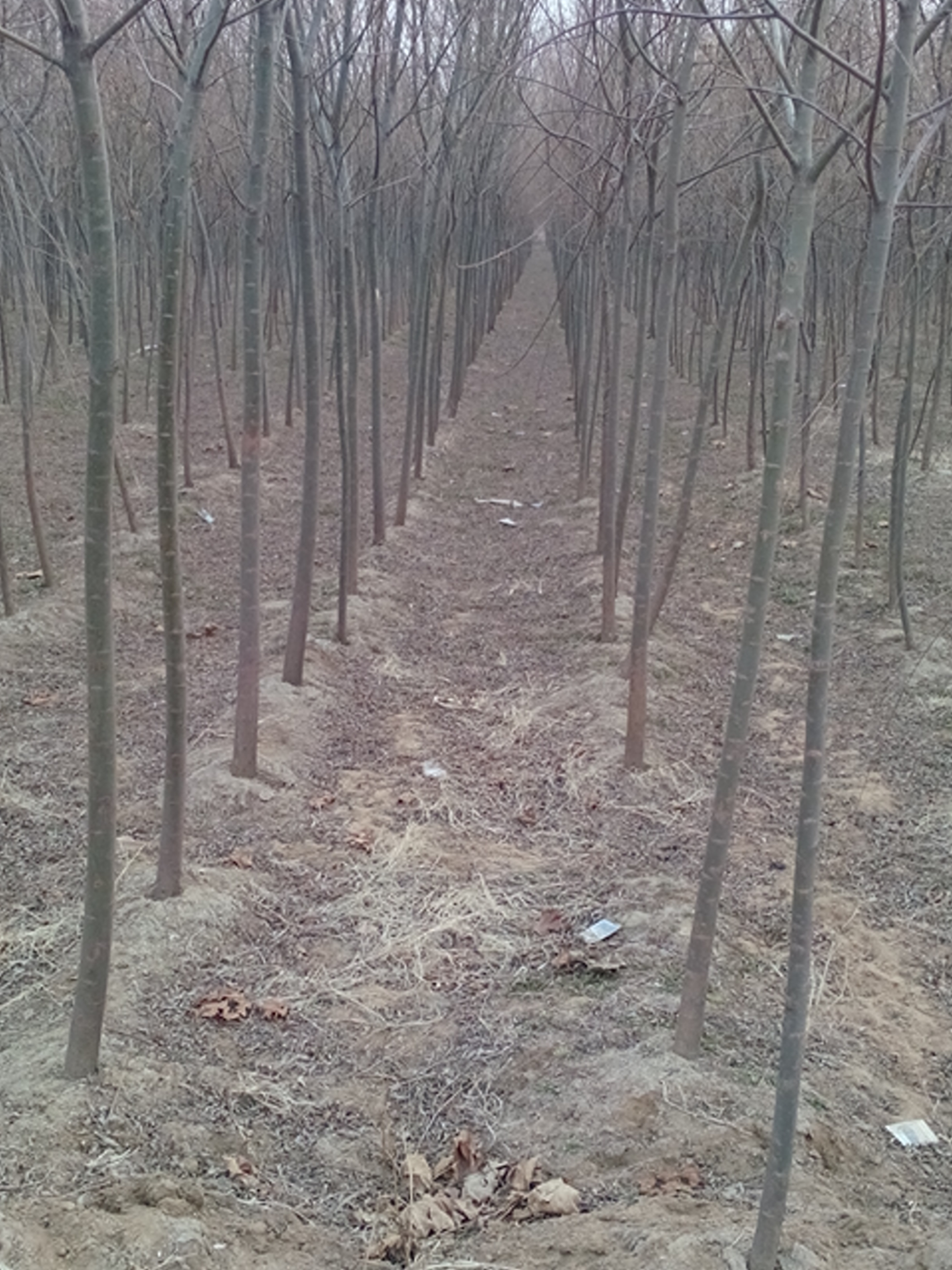 供應(yīng)竹柳樹(shù)