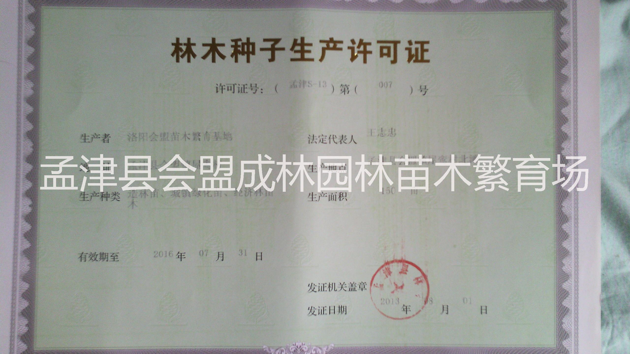 供應(yīng)成品核桃苗嫁接