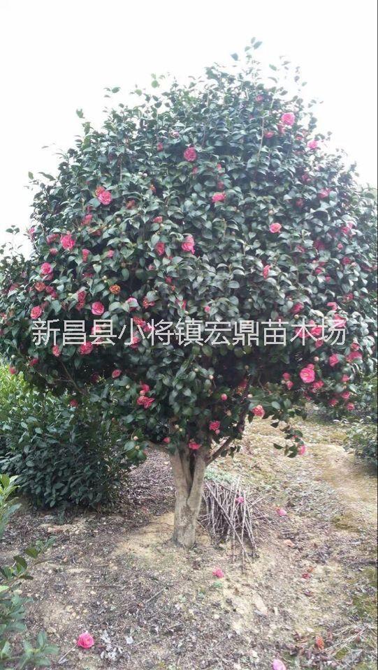 供應(yīng)茶花小苗 *批發(fā)*茶花苗 3年苗30-60高度1.5元處理