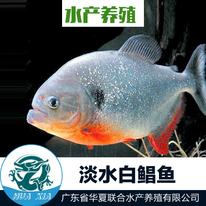供應(yīng)淡水白鯧魚(yú) 淡水白鯧魚(yú)價(jià)格 白鯧魚(yú)苗 淡水白鯧魚(yú)苗