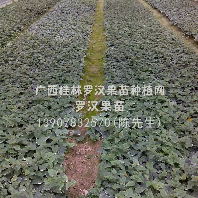 供應(yīng)桂林羅漢果苗，桂林羅漢果種植基地，桂林羅漢果種植園