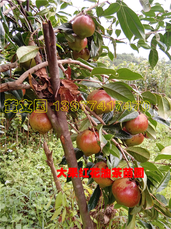供應(yīng)用于榨油的紅花油茶樹苗嫁接苗_廣西紅花油茶樹苗種植園_紅花油