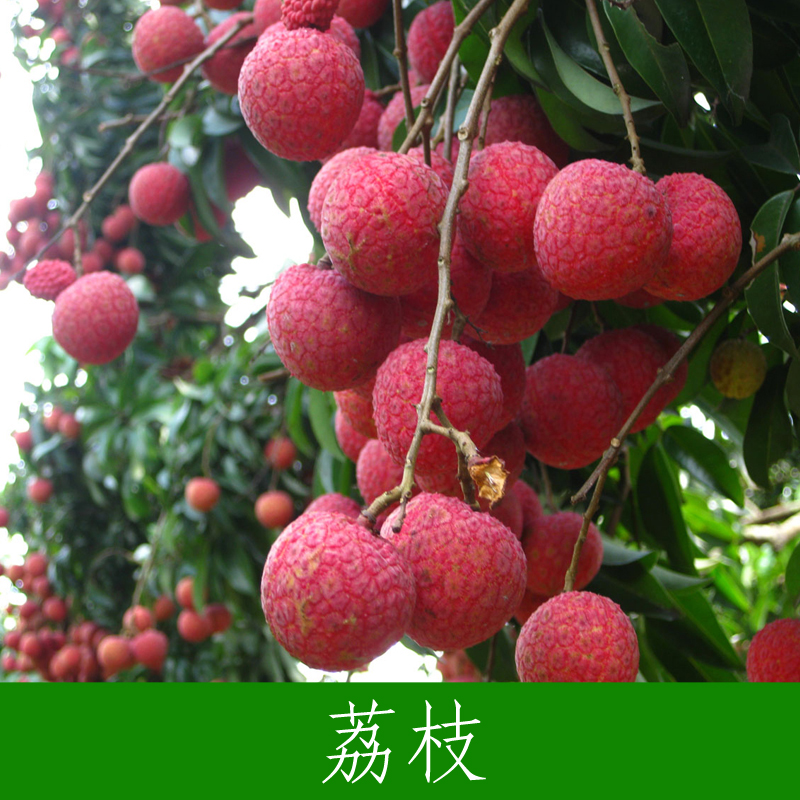 供應(yīng)廣西荔枝 妃子笑荔枝 無(wú)核荔枝 桂味荔枝 新鮮荔枝 荔枝價(jià)格