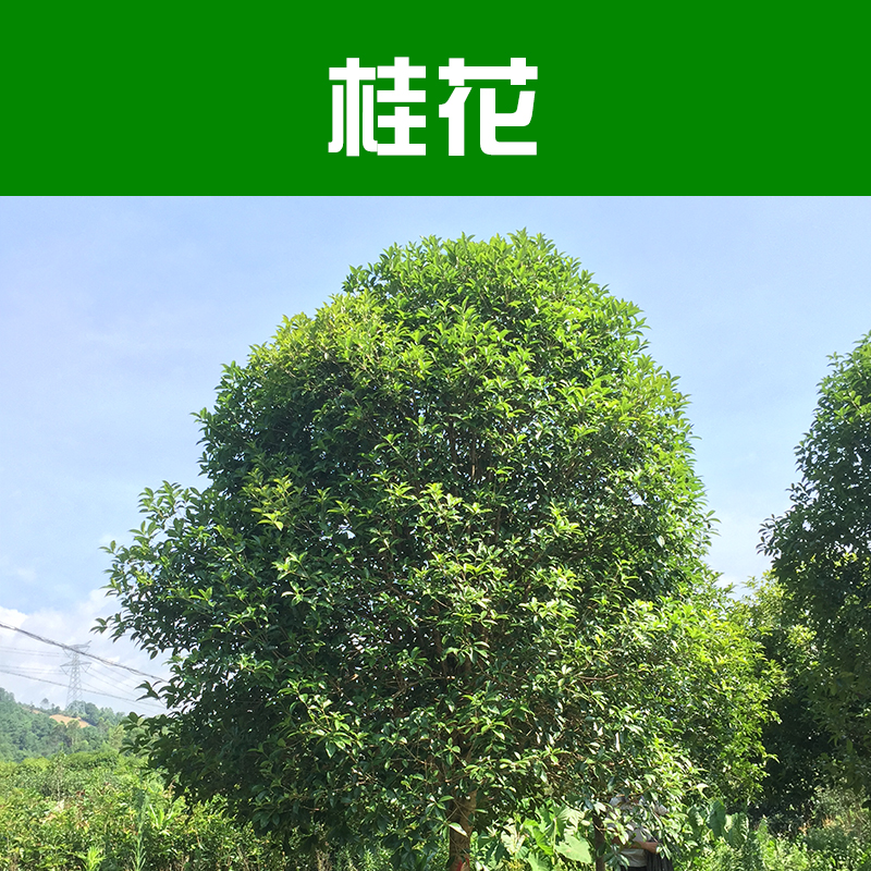 供應(yīng)桂花樹(shù) 大桂花樹(shù) 桂花樹(shù)苗 柳州綠化苗木基地
