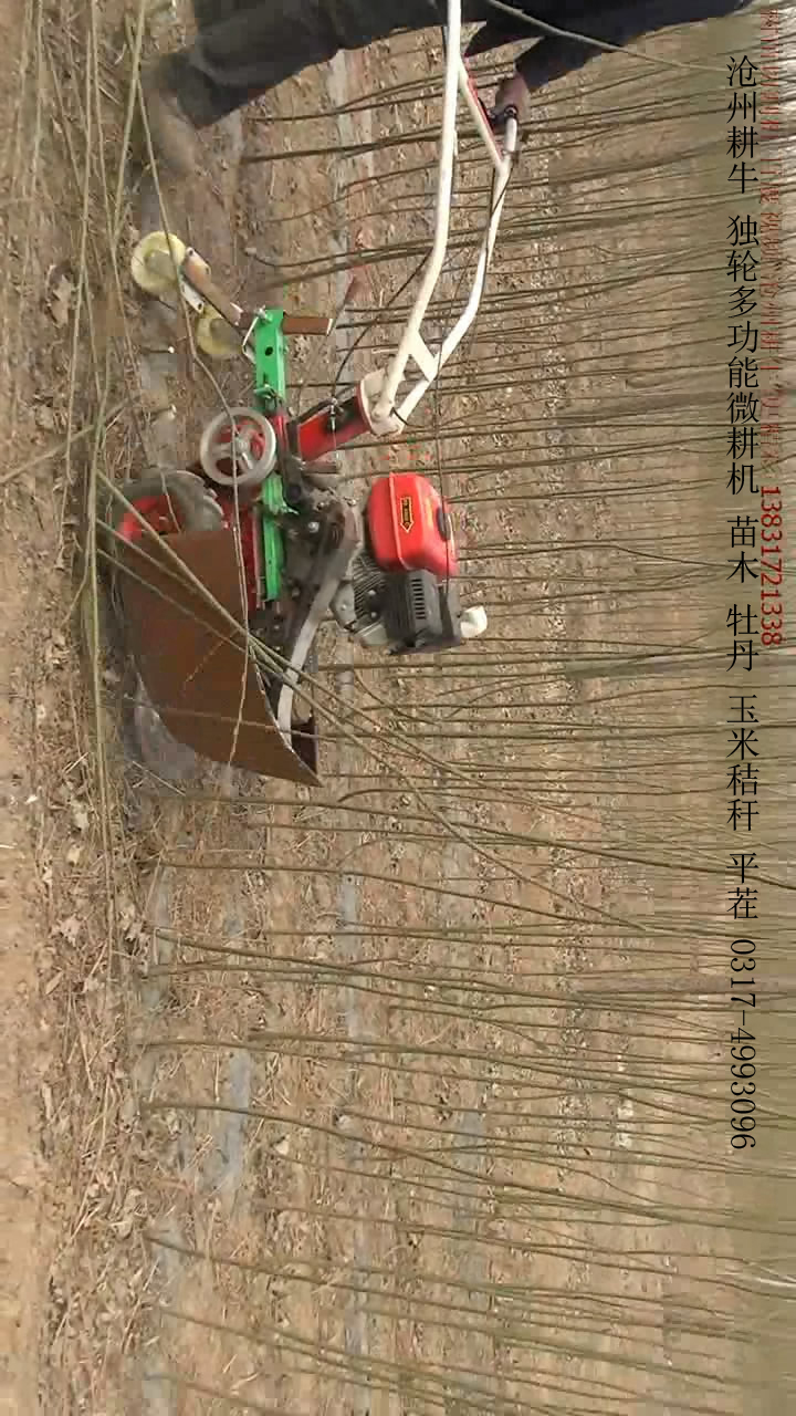 供應(yīng)辣椒收割 平茬