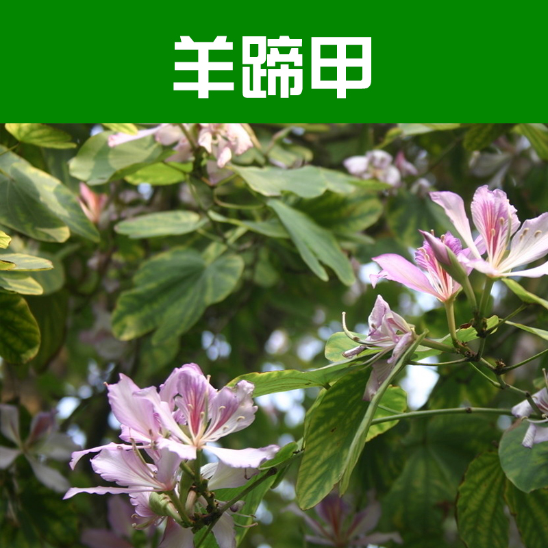 供應羊蹄甲 苗木基地 羊蹄甲報價 柳州綠化苗木基地