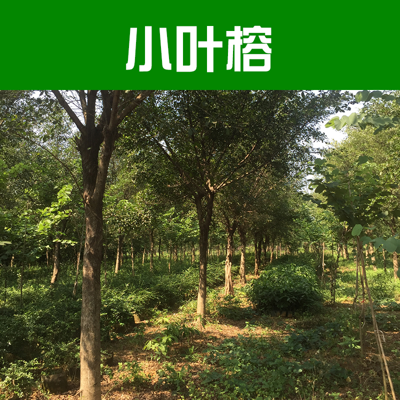 供應(yīng)小葉榕 雅榕 小葉榕樹價(jià)格 柳州綠化苗木基地
