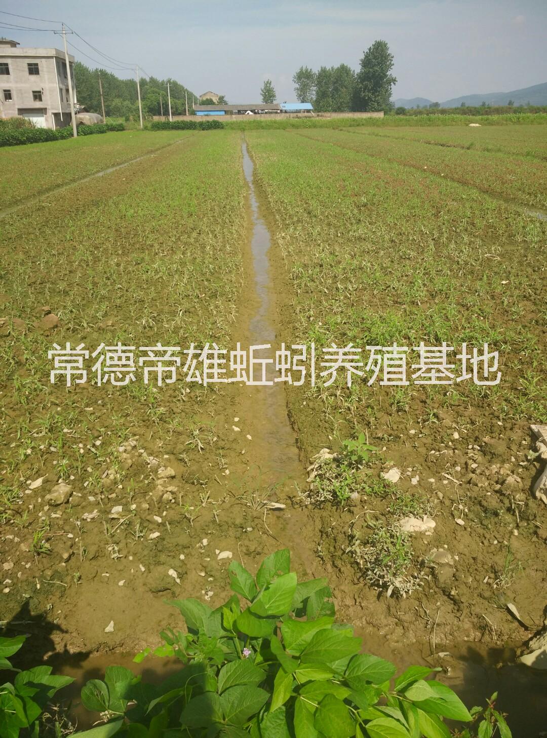 供應(yīng)批發(fā)*藜蒿洞庭湖蒿 南京八卦洲藜蒿  藜蒿臘肉 黃石湖蒿 有機(jī)蔬菜 農(nóng)家菜