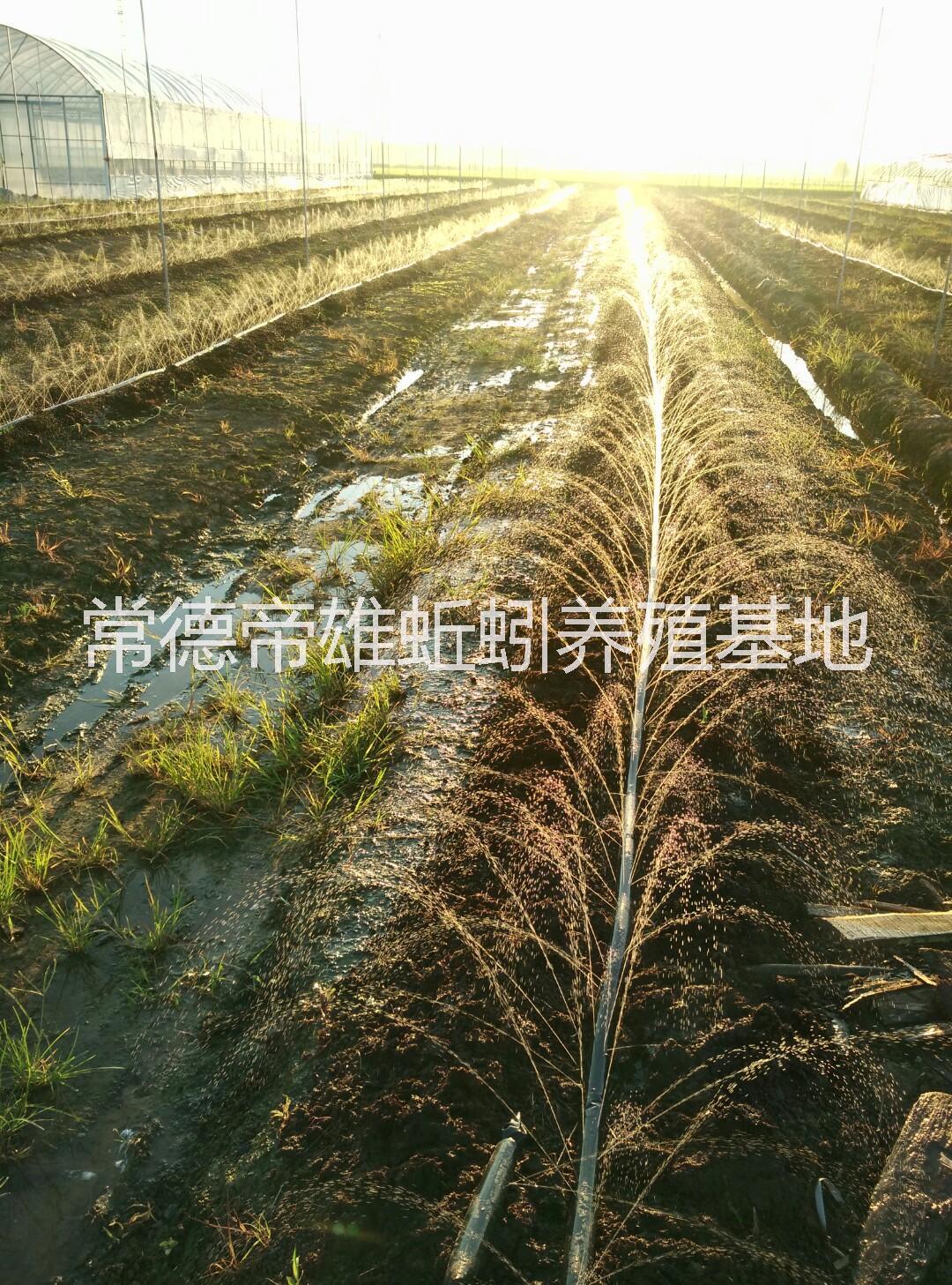 供應(yīng)食用紅蚯蚓，*食用紅蚯蚓，特色*，藥用蚯蚓