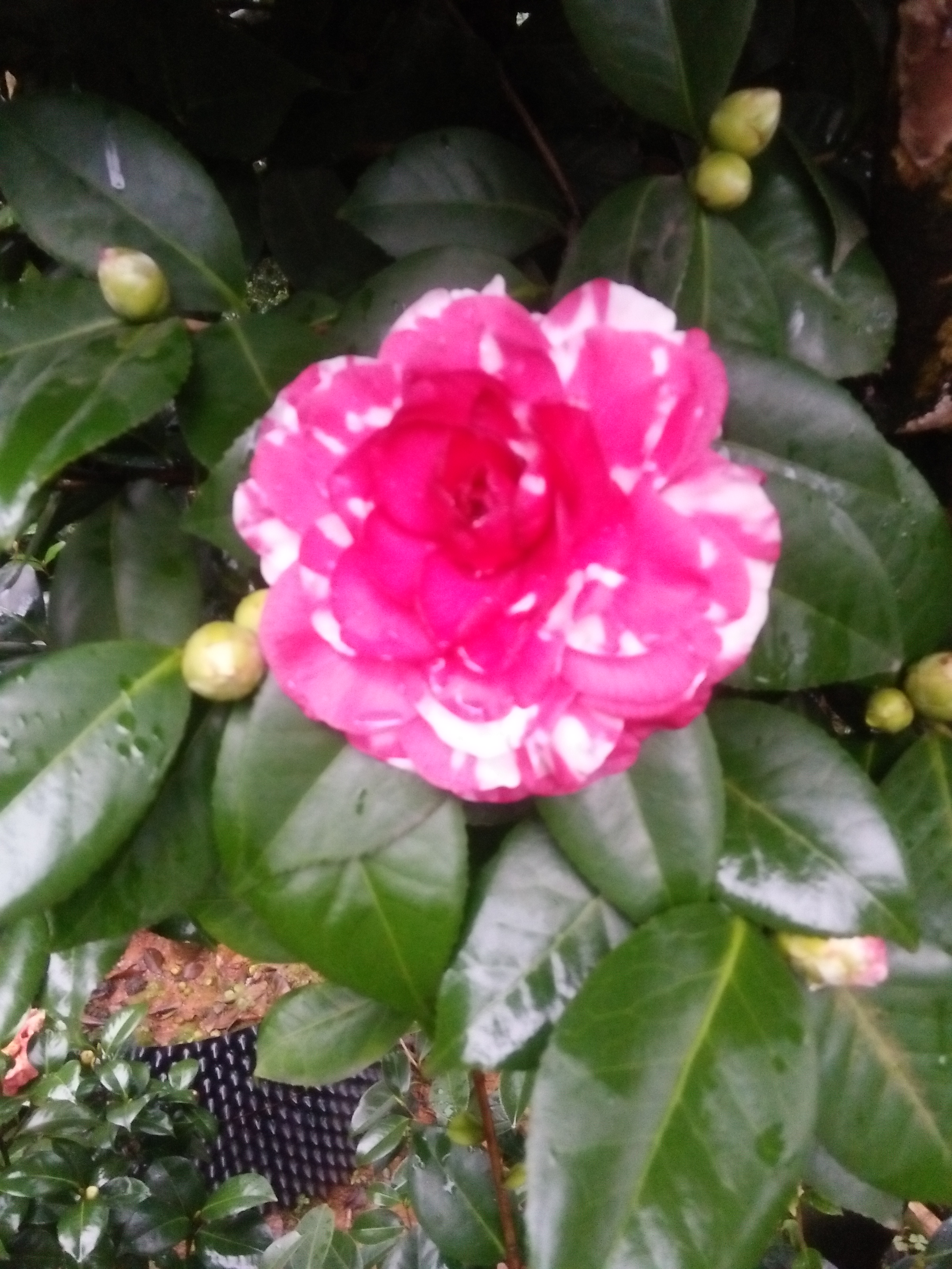 供應山茶花，金華山茶花種植園，金華山茶花苗圃，金華山茶花批發(fā)