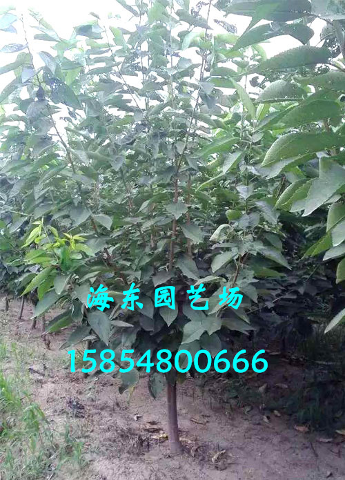 泰安優(yōu)質(zhì)車?yán)遄訖烟颐?  title=