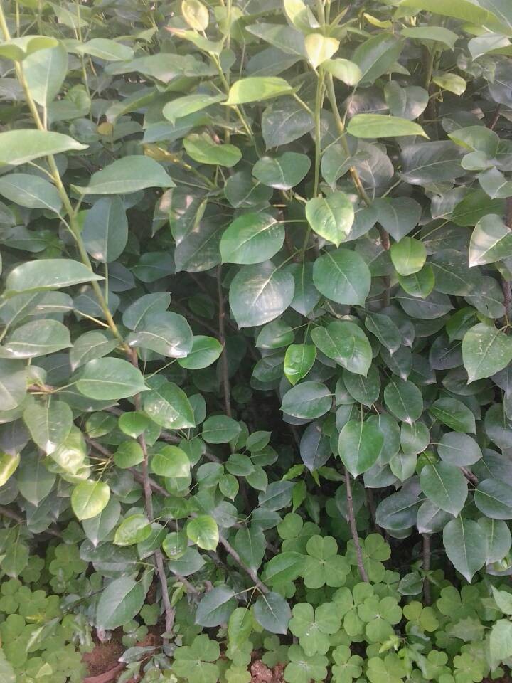 供應(yīng)青花梨苗木