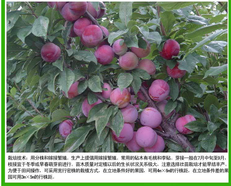 供應(yīng)精選李子樹苗培育基地