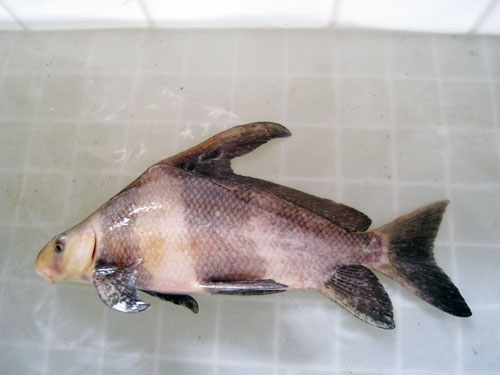 供應胭脂魚苗 優(yōu)質(zhì)中華胭脂魚苗批發(fā)