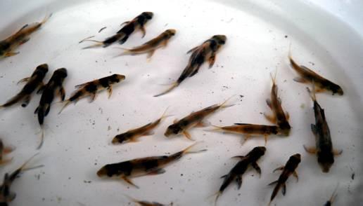 供應胭脂魚苗 優(yōu)質(zhì)中華胭脂魚苗批發(fā)