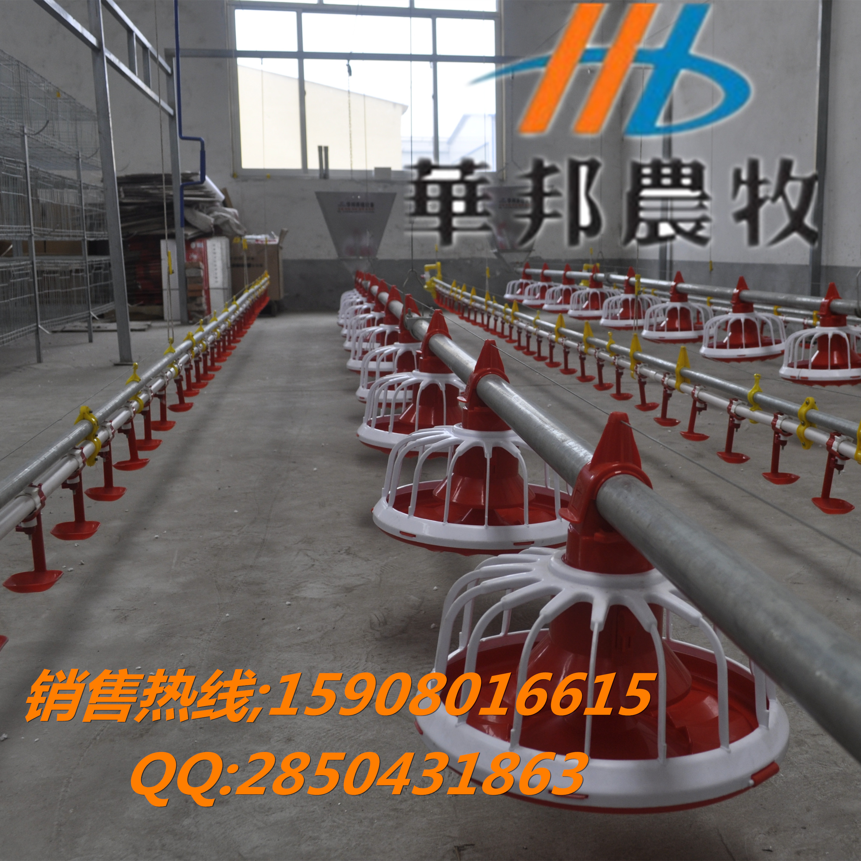 供應(yīng)新型養(yǎng)雞設(shè)備 養(yǎng)雞自動料線