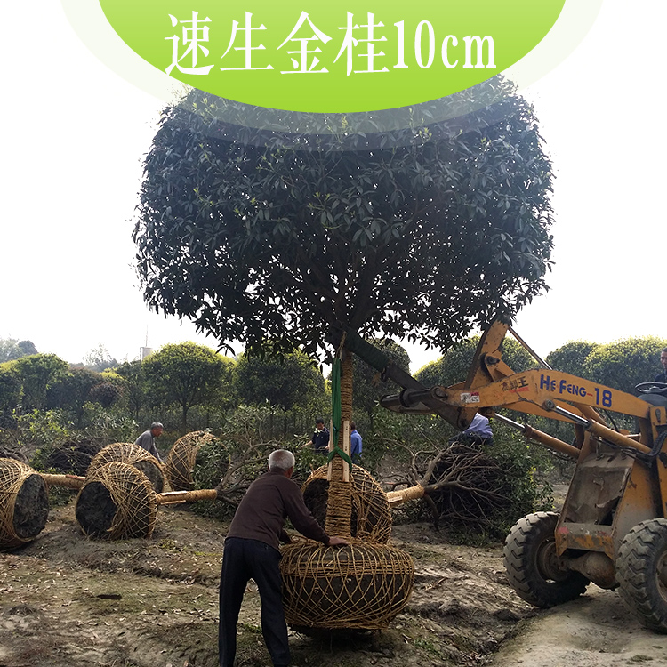 供應(yīng)速生金桂10cm速生金桂 速生桂花 *桂花生長(zhǎng)速度快 工程10CM