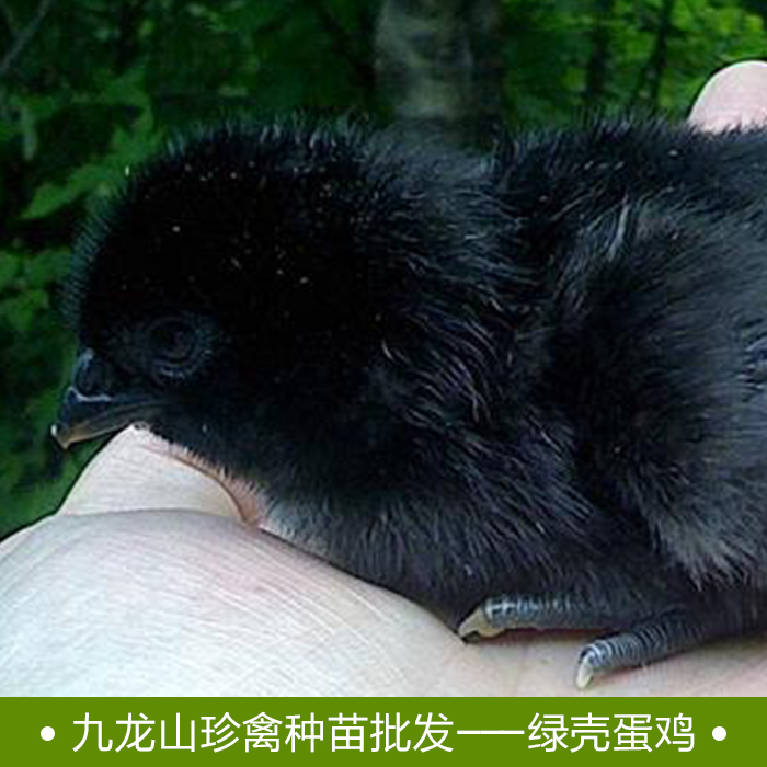 【批發(fā)】綠殼蛋雞苗養(yǎng)殖基地 綠殼蛋雞苗*惠