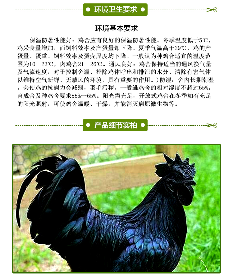 高產(chǎn)綠殼蛋雞養(yǎng)殖技術(shù)指導(dǎo)、 湖南長(zhǎng)沙高產(chǎn)綠殼蛋雞養(yǎng)殖技術(shù)、高產(chǎn)綠殼蛋雞價(jià)格