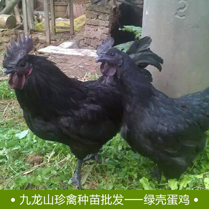 【批發(fā)】綠殼蛋雞苗養(yǎng)殖基地 綠殼蛋雞苗*惠