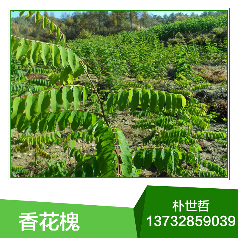 香花槐小苗，香花槐苗木報(bào)價(jià)，香花槐批發(fā)，基地直銷(xiāo)，東北香花槐綠化苗木基地供應(yīng) 北方香花槐 北方香花槐綠化苗木基地供應(yīng)