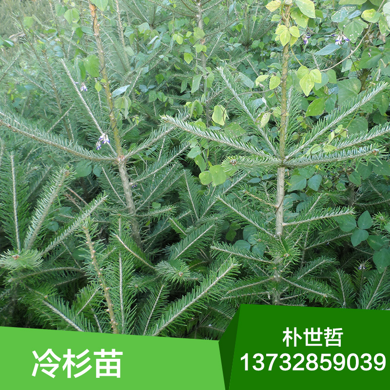 基地直銷 東北冷杉苗 冷杉小苗 綠化苗木 批發(fā)