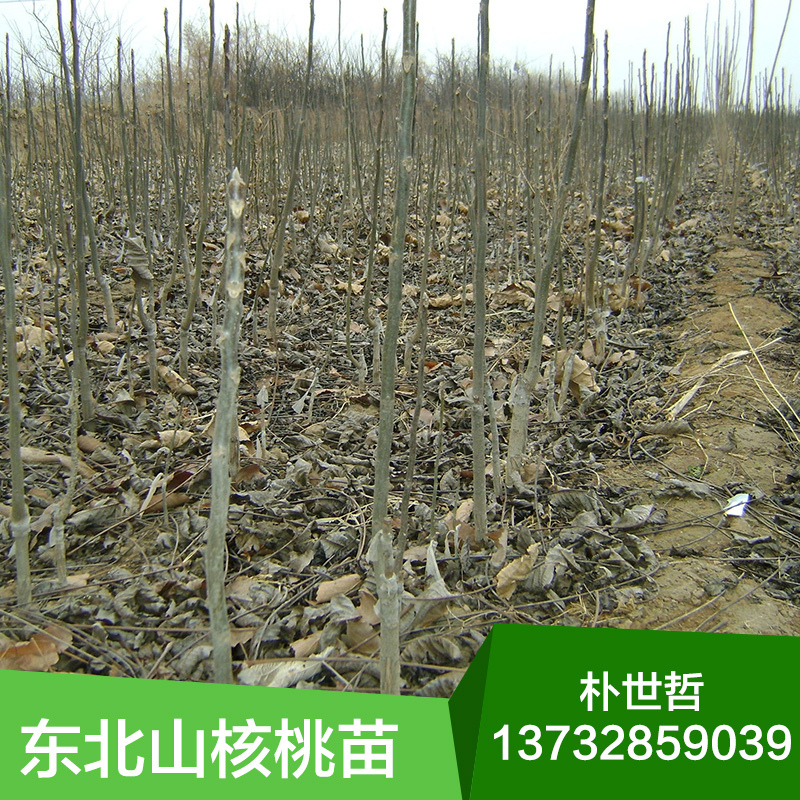 供應(yīng)東北核桃苗，東北苗木，核桃苗優(yōu)惠價(jià)，核桃苗批發(fā)